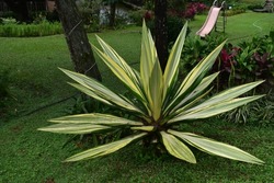 Furcraea foetida or Furcraea gigantea is a shrub-like plant that belongs to the pineapple family.