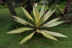 Furcraea foetida is a shrub-like plant that belongs to the pineapple family