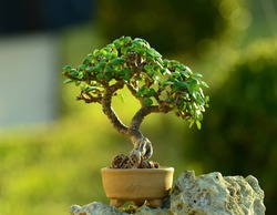 Miniature Jade Bonsai tree (portulacaria afra) 