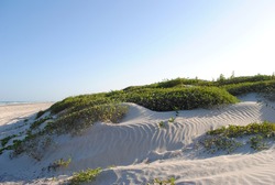 Sand dunes on Mustand Island in Port Aransas on the Texas Gulf Coast