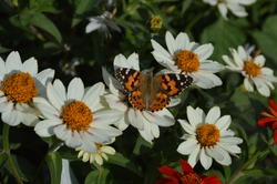 Beautiful painted lady butterfly in white dahlia flowerbed. Genus vanessa cardui in the family Nymphalidae. Concept of fragility, freedom, beauty, transformation. Photograph background. White petals.