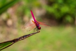 crimson marsh glider- a pink dragonfly perched on the tip of a leaf