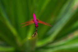 crimson marsh glider- a pink dragonfly perched on the tip of a leaf