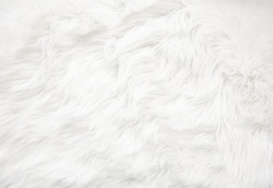 White fur texture close up, useful as background