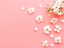Spring border background with beautiful white flowering branches. Pink background, bloom delicate flowers. Springtime concept. Flat lay top view copy space.