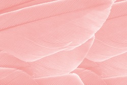 Beautiful Coral Pink  color trends feather texture background