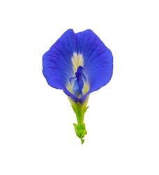 Pea flower isolated on white background with clipping path