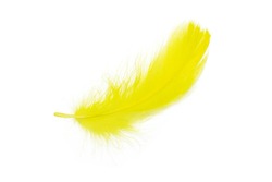 Beautiful yellow parrot  feather isolated on white background