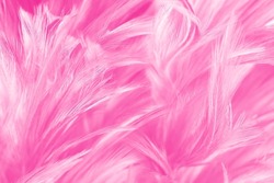 Beautiful pink magenta lines feather texture pattern background