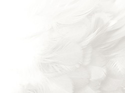White feather texture background,free space for add text or baby products and other

