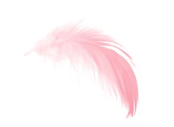coral pink feather isolated on white background
