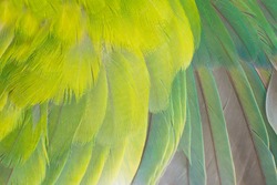 Close up beautiful wing parrot macaw feather background