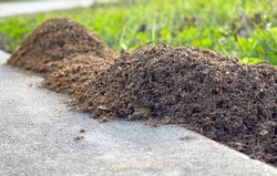 These mounds belong to the fire ants and are difficult to get rid of. The ants sting and hurt when they do.