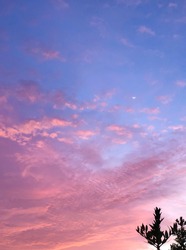 sunset moon pink cloud sky background with tree silhouette