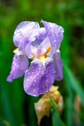 Purple iris flower in dew drops after rain close up 