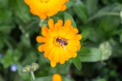 Calendula officinalis, also called the pot marigold, common marigold, ruddles, Mary's gold or Scotch marigold : flowering plant in the daisy family Asteraceae. The picture shows a bee on the flower.