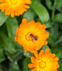 Calendula officinalis, called the pot marigold, common marigold, ruddles, Mary's gold or Scotch marigold, is a flowering plant in the daisy family Asteraceae. The picture shows a bee on the flower.