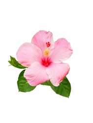 Hibiscus flower isolated on a white background