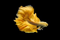 Siamese Fighting fish on isolated  black background and Close up Fine art of Golden Betta  Splendens