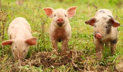 Three cute piglets on farm