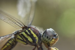 close up dragonfly (Potamarcha congener) perching on a branch