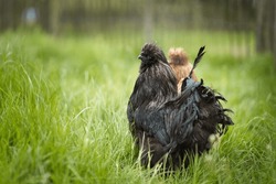 Horizontal close up of black silkie rooster, Wugu-ji chicken, walking on grass, foraging on free range organic farm. Free-range chickens in a green country garden, selective focus, copy space