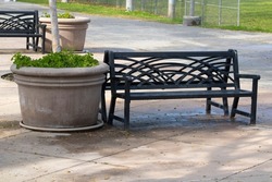 Potted plant and black iron bench on cement pavement 