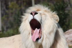 Close up face portrait of big tired male rare white lion with beautiful white mane, fur and closed eyes roar in african Tenikwa Wildlife Rehabilitation Awareness Centre, Plettenberg Bay, South Africa.