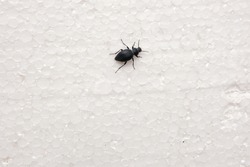 Large black beetle on a white surface. A large black insect.