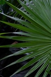 Green palm leaf texture.Symmetry nature background with botanical tropical pattern.