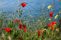 Many red poppies on green blue blurred background. Spring meadow with red and yellow flowers over sea.  Spring wild floral concept.