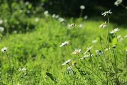 Wild daisy flowers growing on meadow. White chamomiles on green grass background. Common daisy, Dog daisy, Oxeye daisy, Leucanthemum vulgare, Daisies, Dox-eye. Gardening concept
