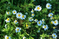 Wild daisy flowers growing on meadow. White chamomiles on green grass background. Common daisy, Dog daisy, Oxeye daisy, Leucanthemum vulgare, Daisies, Dox-eye. Gardening concept