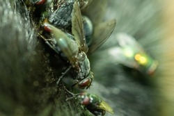Flies eating a decayed dog corpse out in a forest.