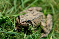 Beautiful frog in green grass