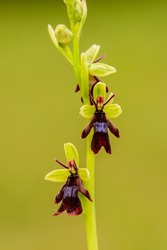 The fly orchid, Ophrys insectifera