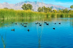 Ducks on lake or pond with blue reflective water surface and native grasses plants and trees in background with moutians. In afternoon sun with power line tower in natural aqutic area with cat tails.