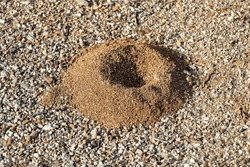Large ant hill entrance with soft red and brown dirt used to create tunnel with rocky and sandy ground in the wilderness. Bugs creating houses or homes in a small burrow in the woods during daylight.