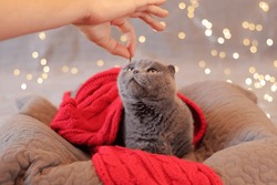 A man's hand offers a treat to a cat. British cat in bed against the background of garland lights. Beautiful gray shorthair cat in a red scarf. Pet and New Year or Christmas