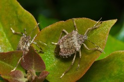 Brown marmorated stink bug (Halyomorpha halys) agricultural pest; italian cimice asiatica
