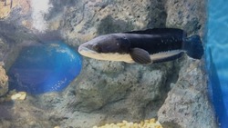 Snakehead or freshwater fish in the aquarium. (Channa micropeltes)
