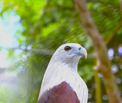 A close-up shot of a white-necked red hawk.