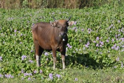 Banteng or bali cow also known as tembadau, is a species of wild cattle found in Southeast Asia.  Cow are on the field. This small cow is brown in color and strong adapt to tropical temperatures.