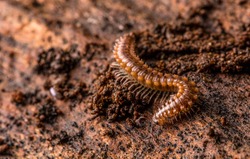 This is an image of a Flat-Backed MIllipede (Polydesmus angustus). It was found underneath some decaying wood in a damp environment in a woodede area.