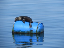 Sea lions use the floating barrels to rest, warm up and sunbathe. The barrels are used for oyster farming near the peninsula off the coast of Walvis Bay, Namibia. 