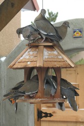 a band of pigeons on bird feeder