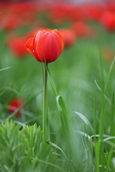 A flower bed of red tulip flowers on a background of green grass.