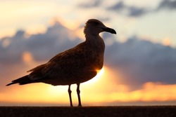 Seagull bird at sunset over the sea against the sky.