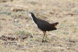 View of White-breasted waterhen searching for food