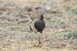 View of White-breasted waterhen searching for food